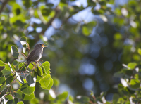 House Wren3926